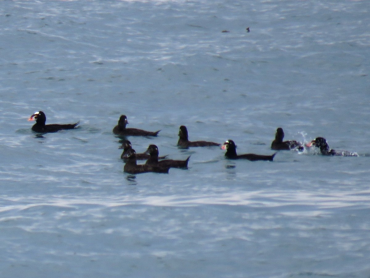 Surf Scoter - ML65091981