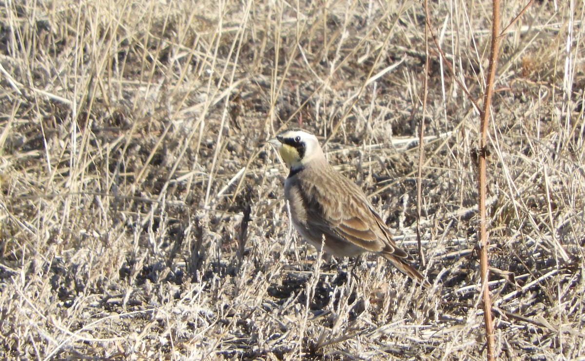 Horned Lark - ML650919891
