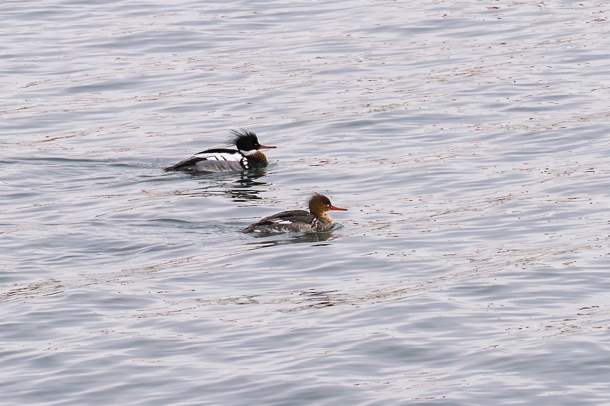 ウミアイサ - ML650920004