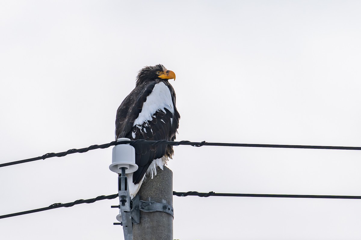 オオワシ - ML650920026