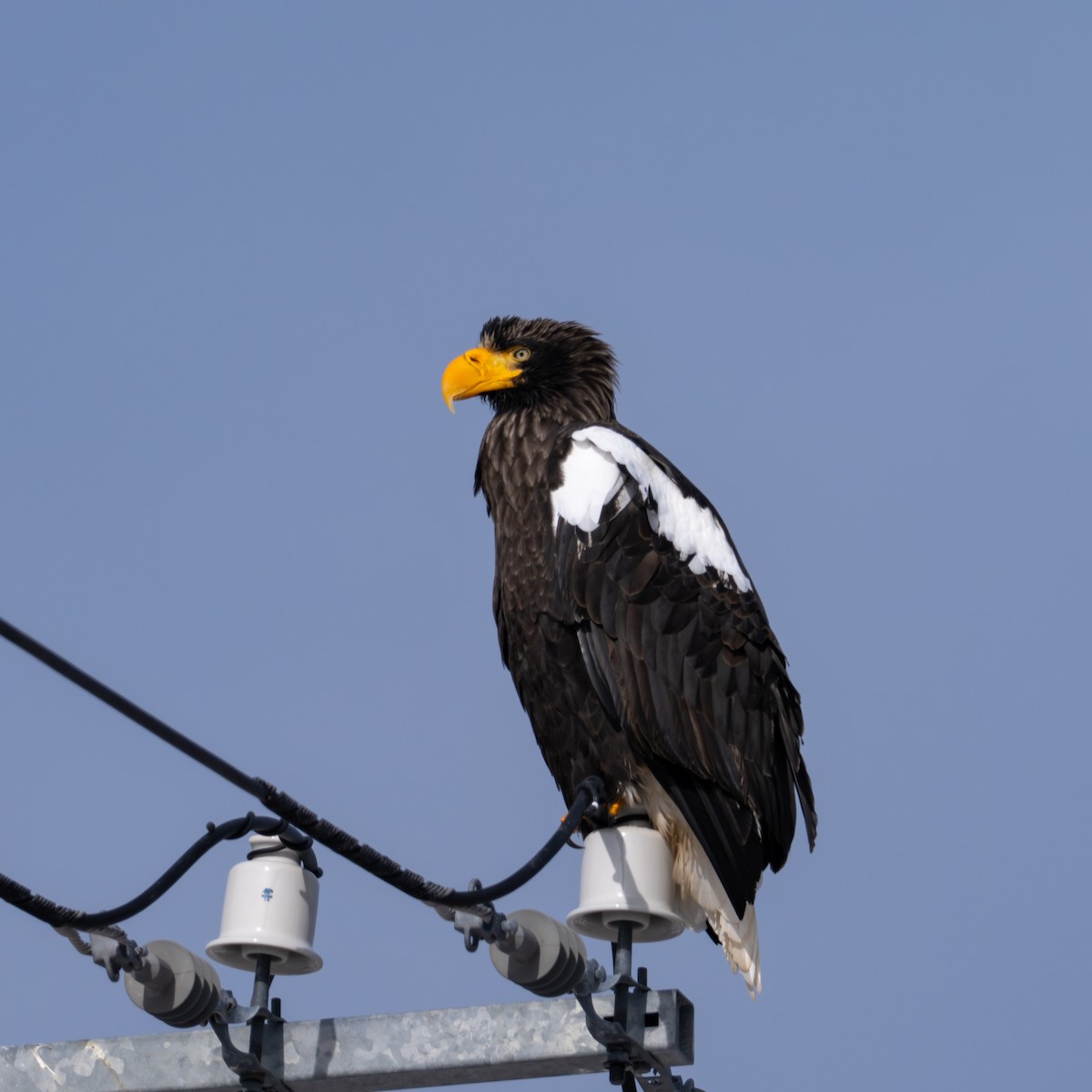 オオワシ - ML650920027