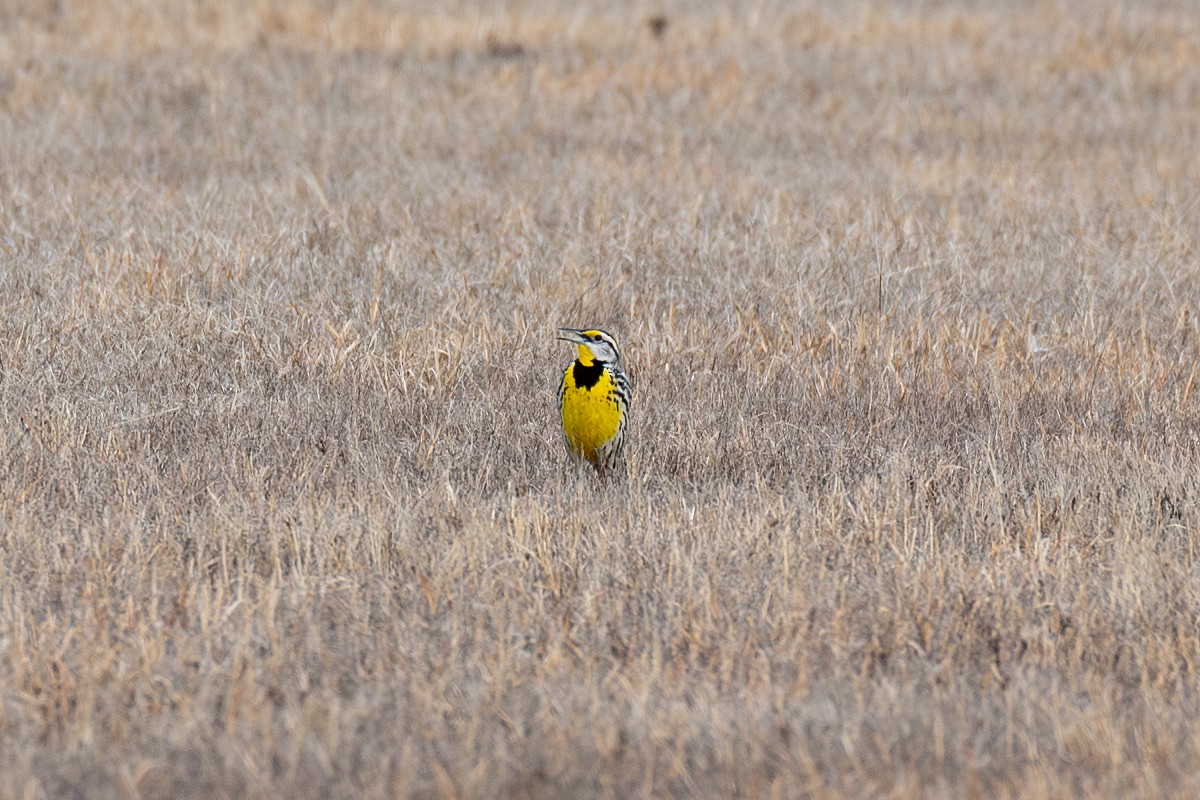 ヒガシマキバドリ - ML650920166