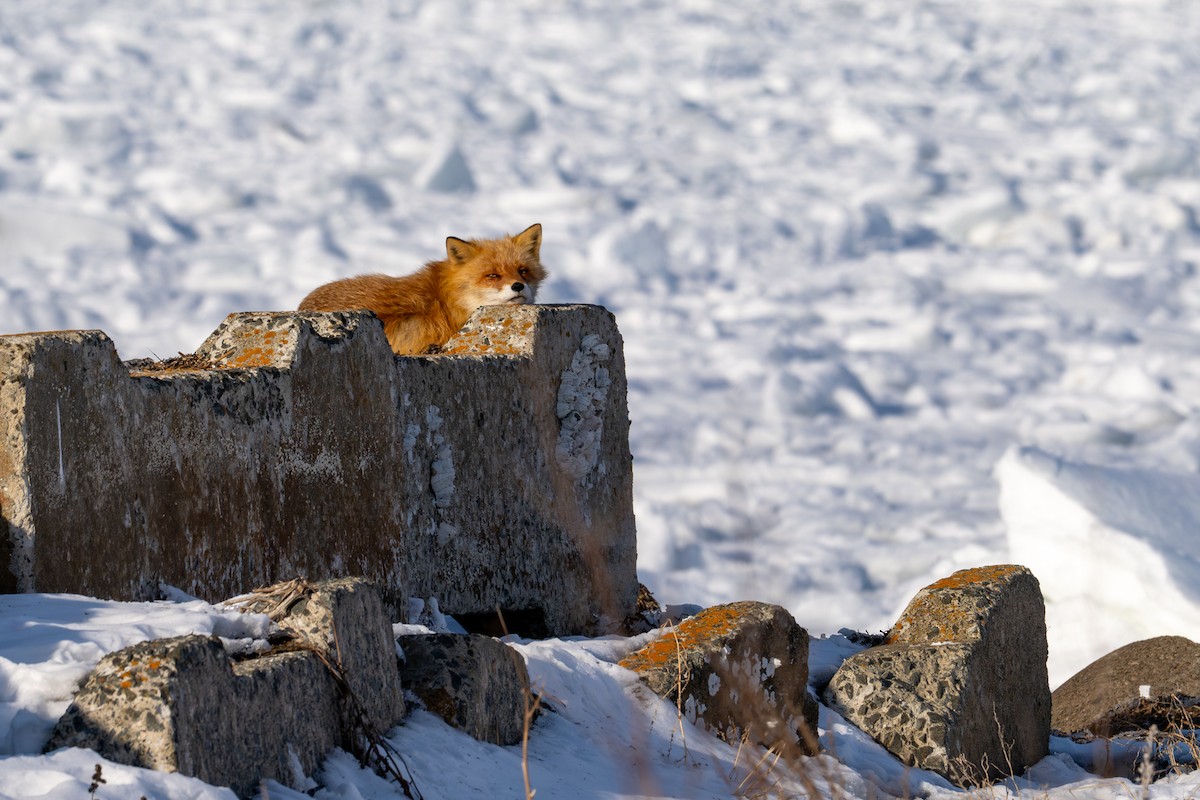 動物界 - ML650920224