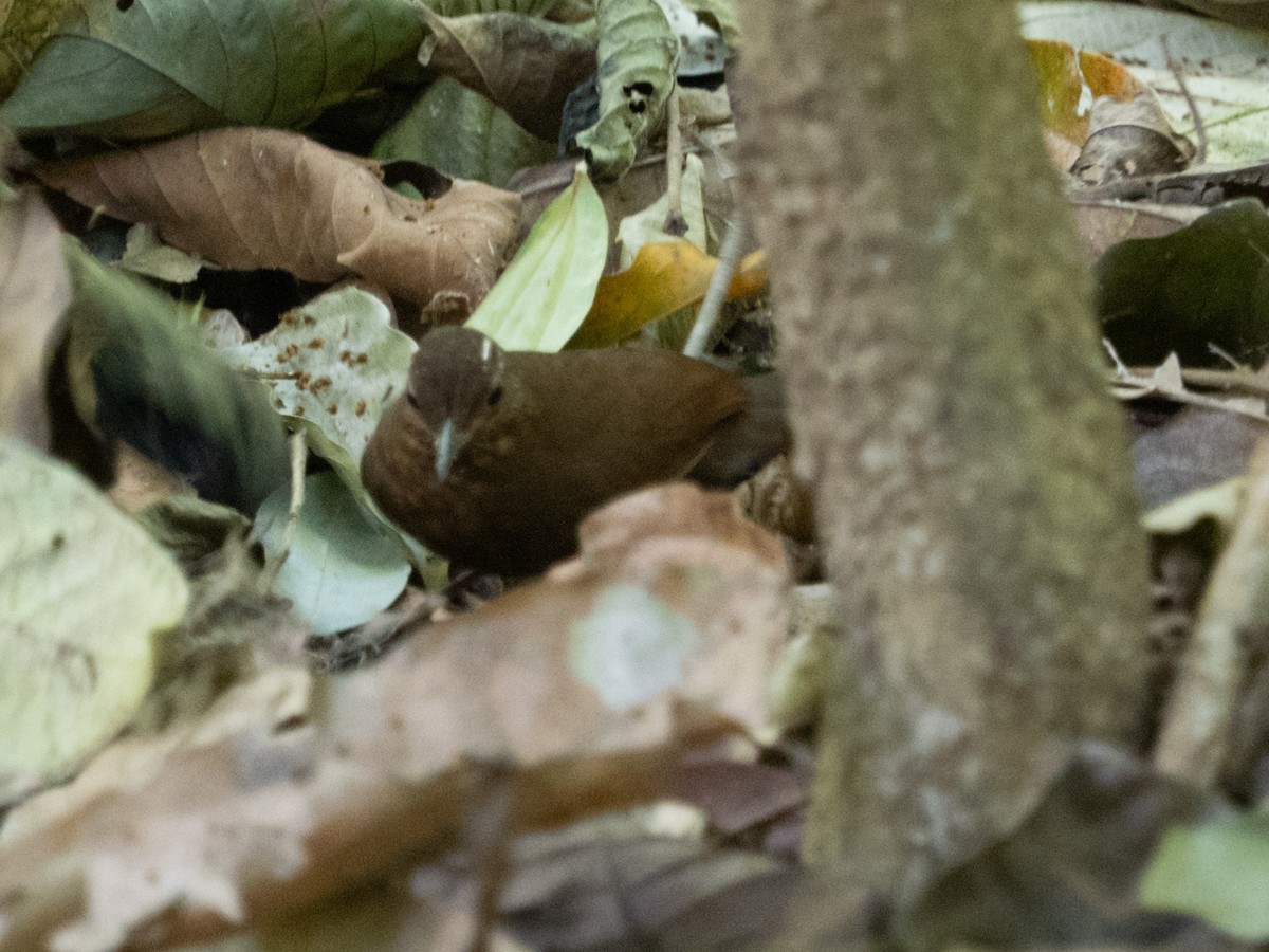 Pul Gerdanlı Yaprakçeviren - ML650920225