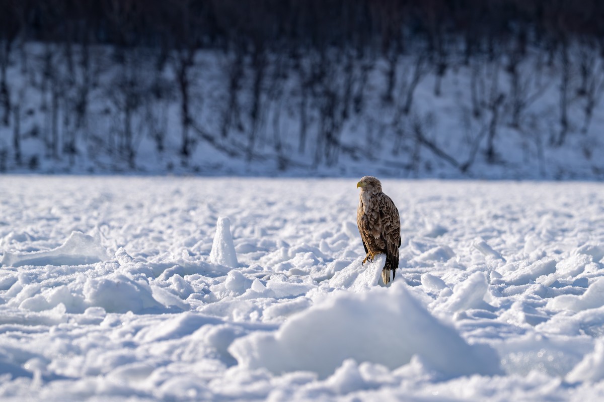 オジロワシ - ML650920242