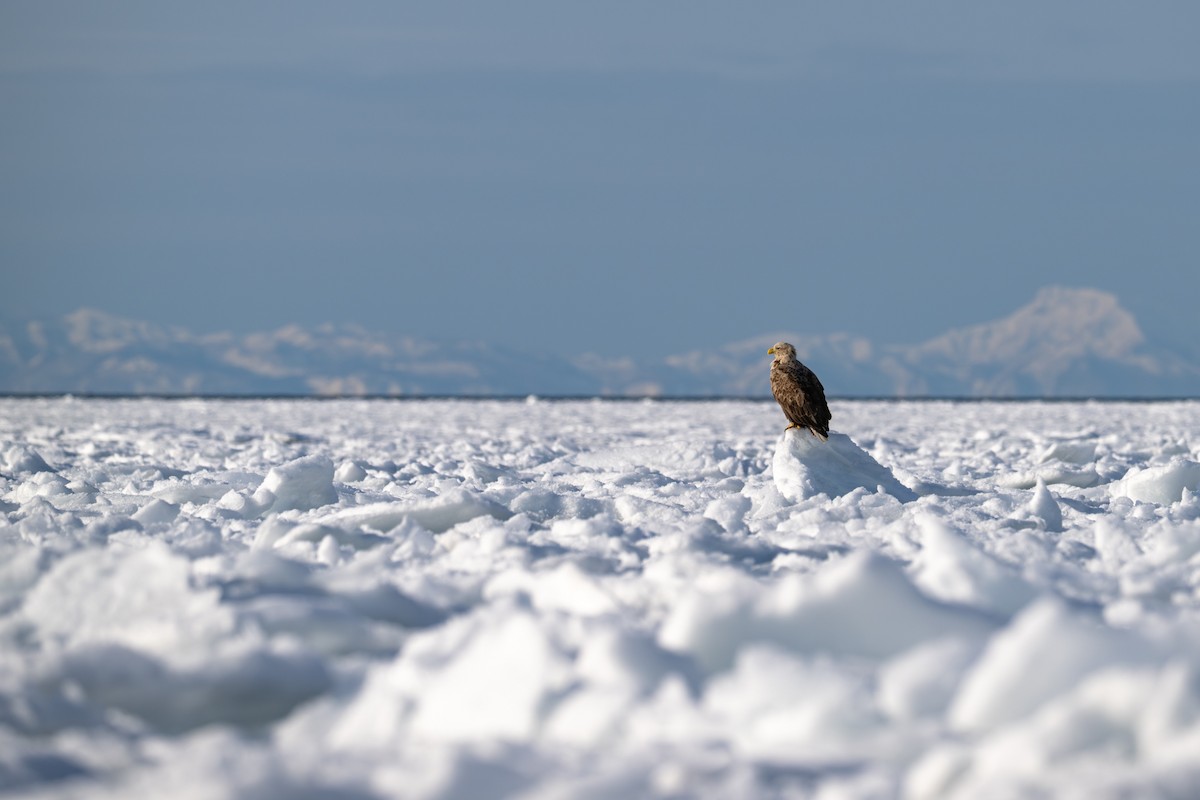 オジロワシ - ML650920243