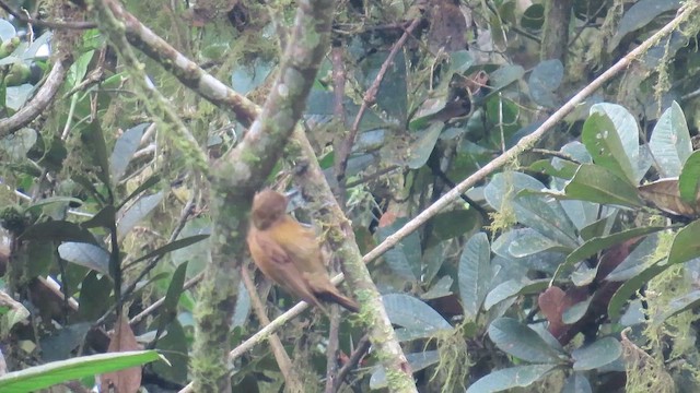 Smoky-brown Woodpecker - ML650920253