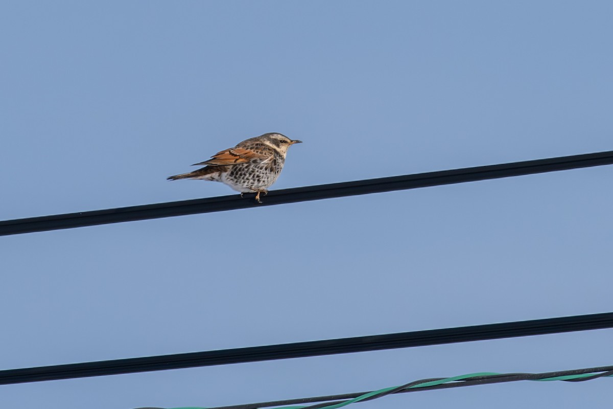 ツグミ - ML650920256