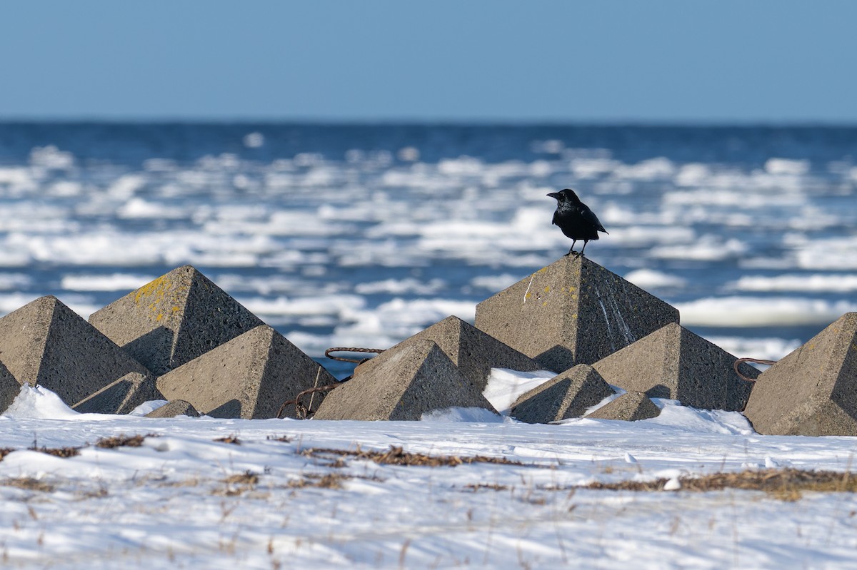 ハシボソガラス - ML650920268