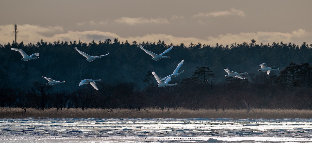 オオハクチョウ - ML650920280