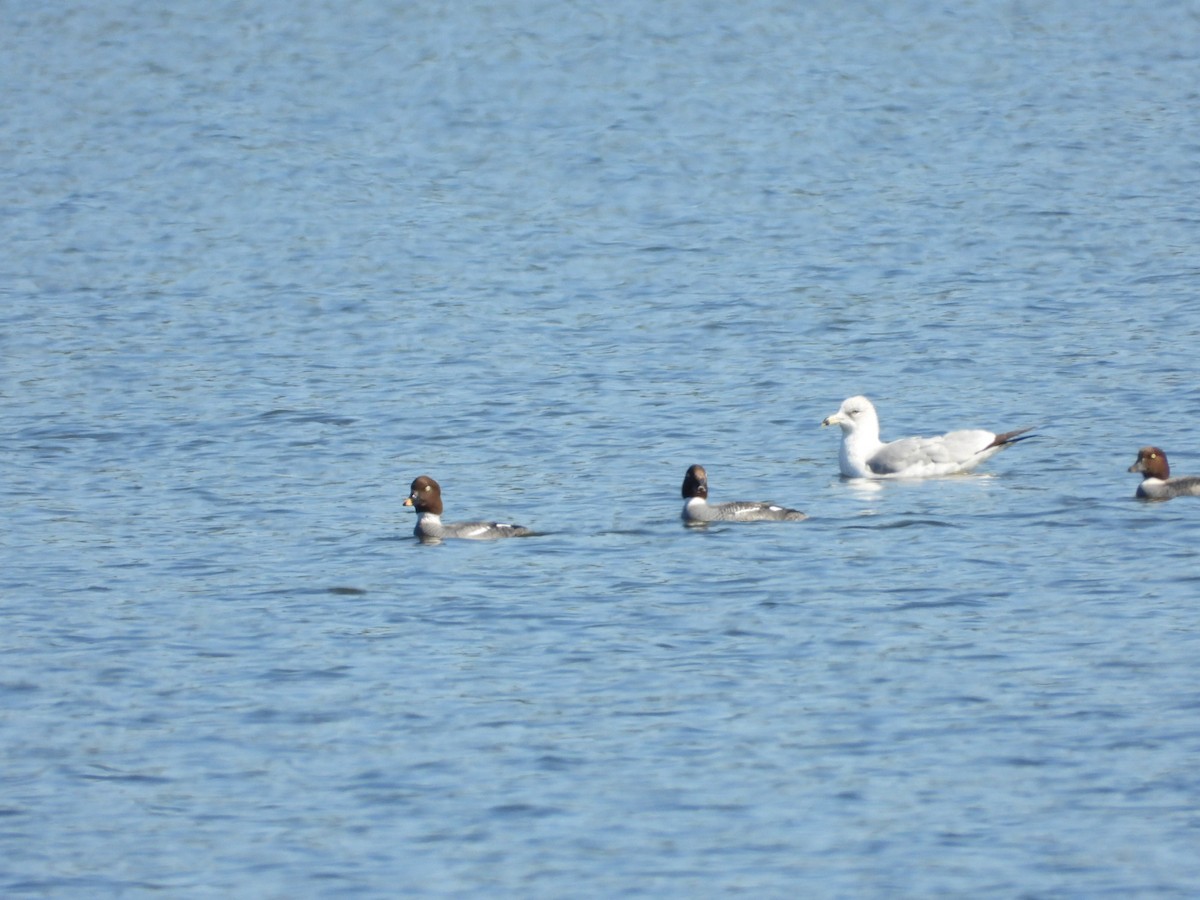 Murgilari urrebegia - ML650920310