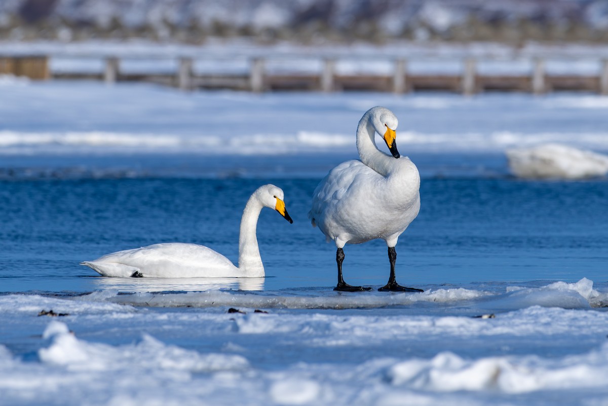 オオハクチョウ - ML650920329
