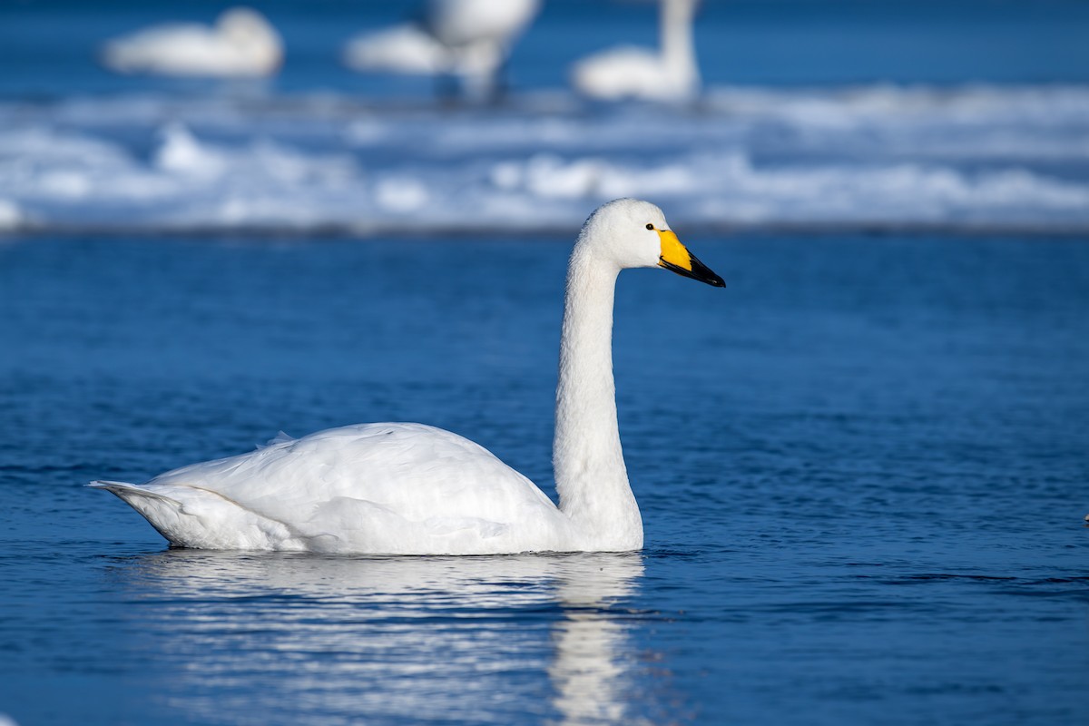 オオハクチョウ - ML650920330