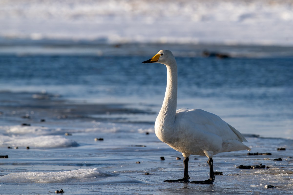 オオハクチョウ - ML650920331