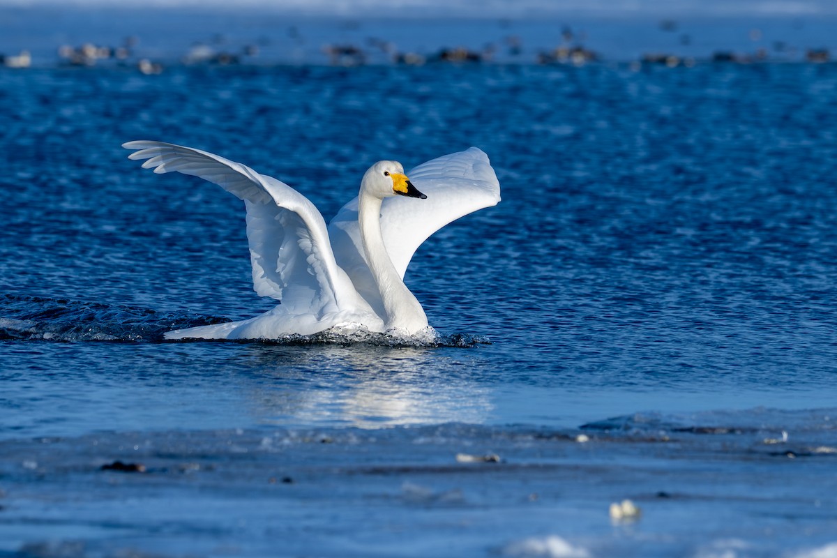オオハクチョウ - ML650920332
