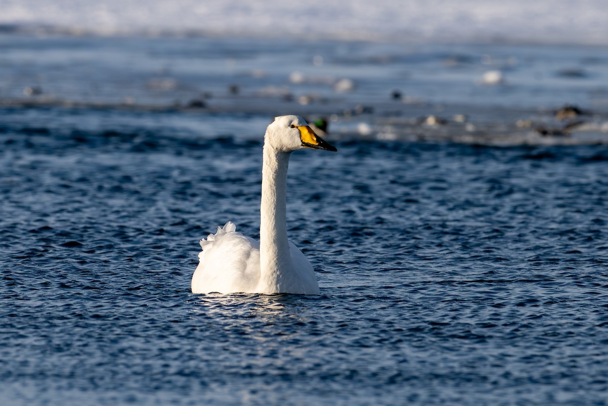 オオハクチョウ - ML650920333