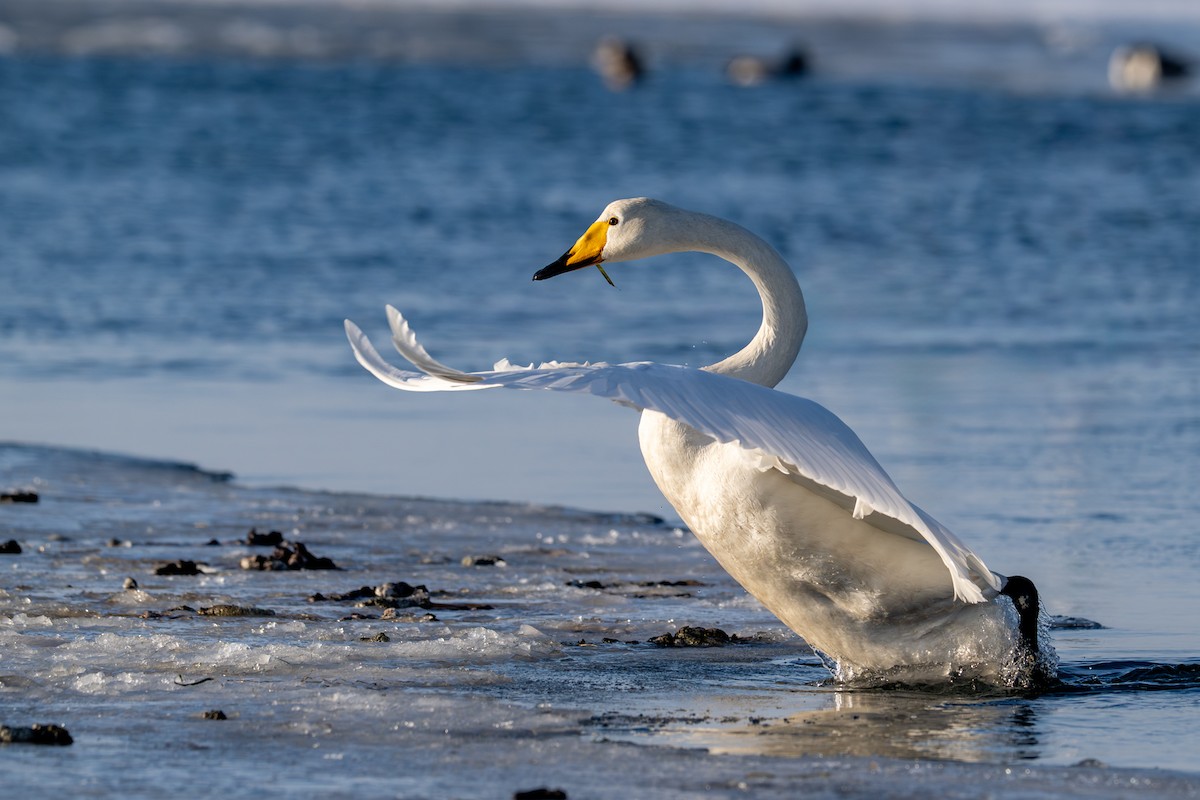 オオハクチョウ - ML650920334