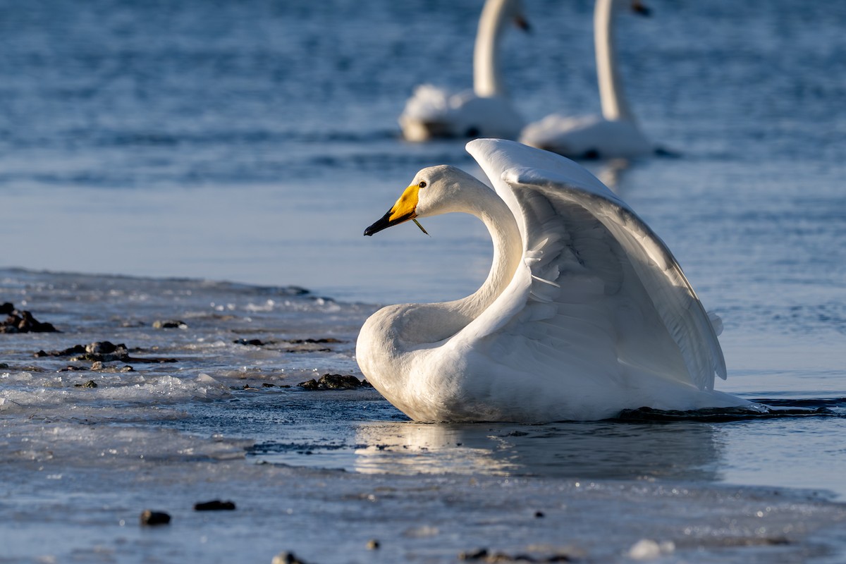 オオハクチョウ - ML650920335