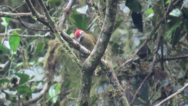 Yellow-vented Woodpecker - ML650920352
