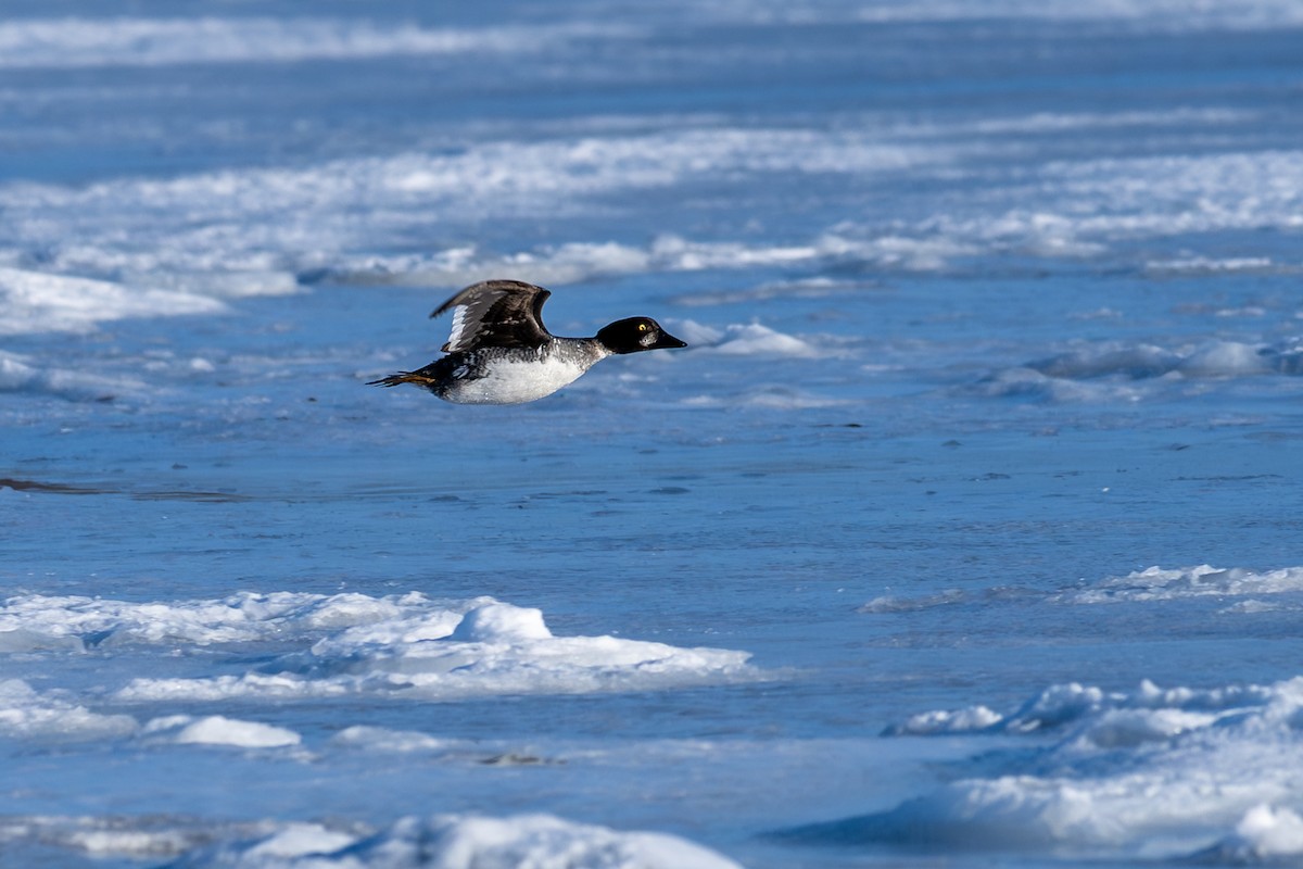 ホオジロガモ - ML650920367