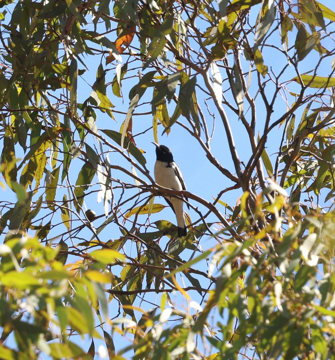 Pied Honeyeater - ML650920416