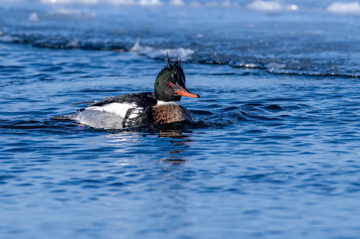 ウミアイサ - ML650920428
