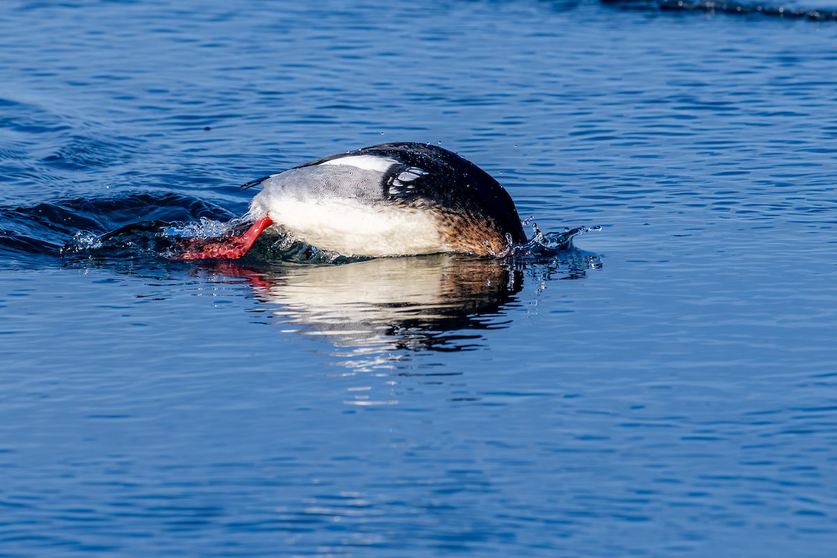 ウミアイサ - ML650920429