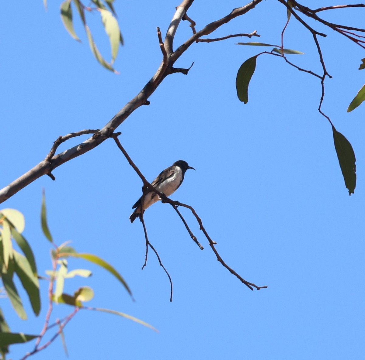 Black Honeyeater - ML650920430