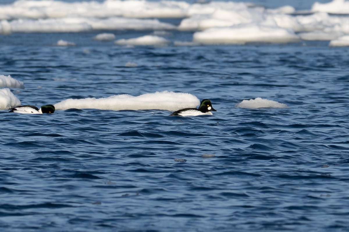 ホオジロガモ - ML650920452