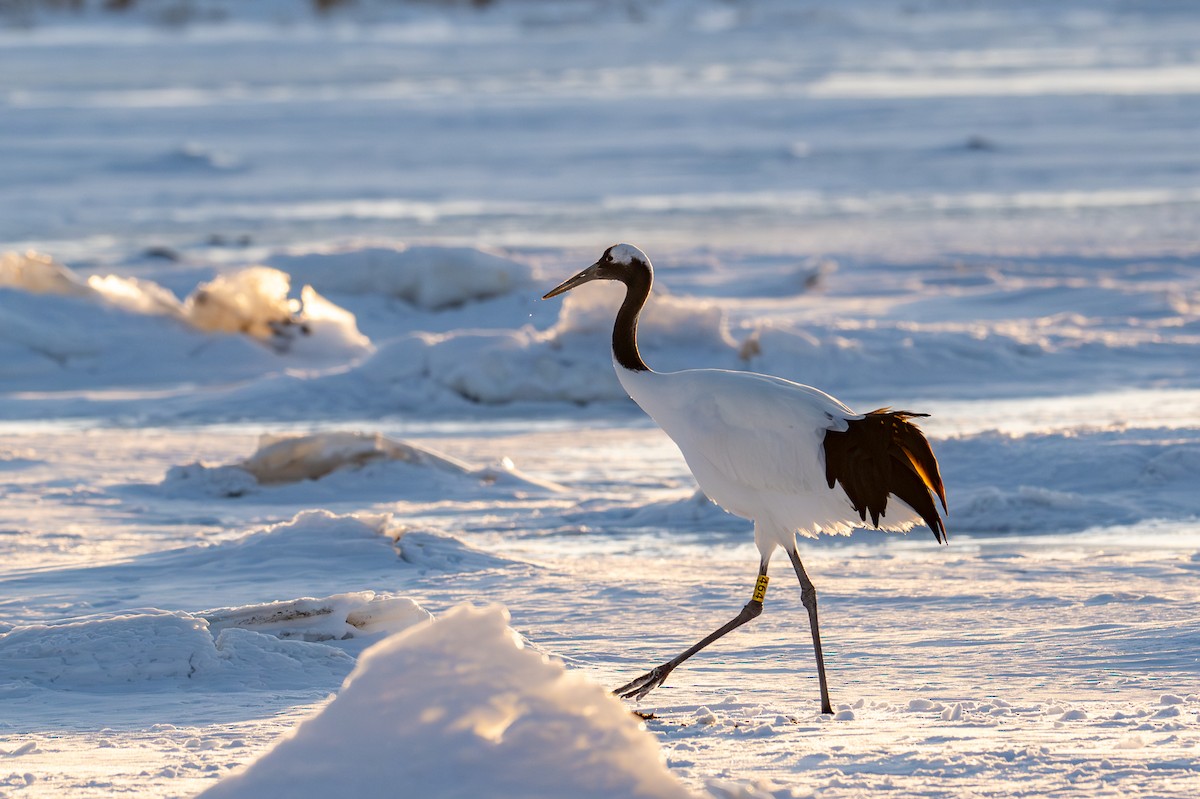 タンチョウ - ML650920483
