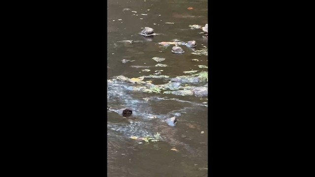 Gray Wagtail - ML650920840