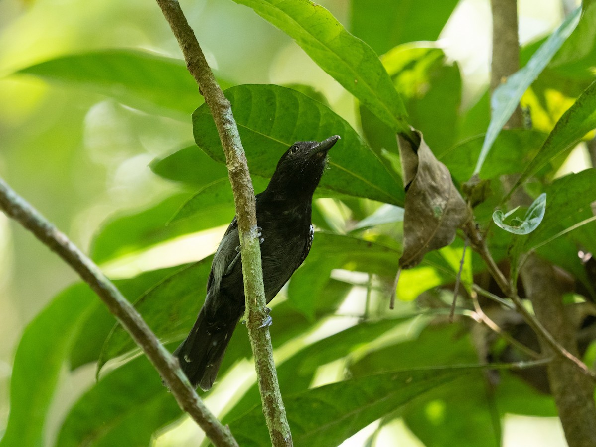 Karaca Karıncaavcısı - ML650920894