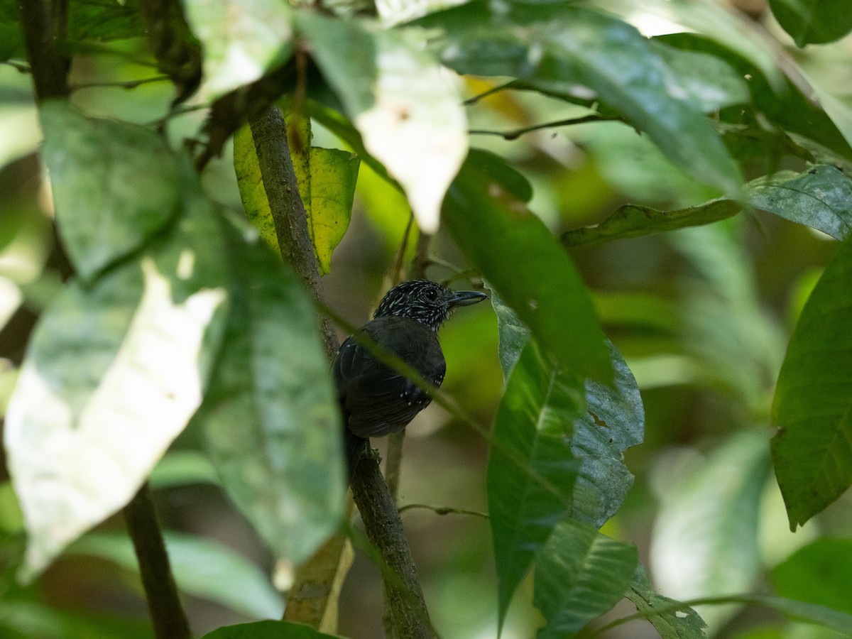 Karaca Karıncaavcısı - ML650920895