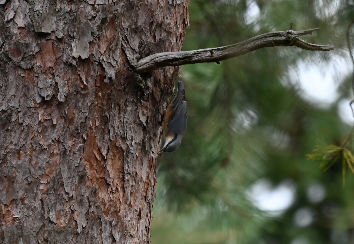 Eurasian Nuthatch - ML650921107