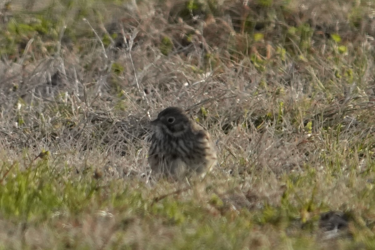 Akşamcı Serçe - ML650921523