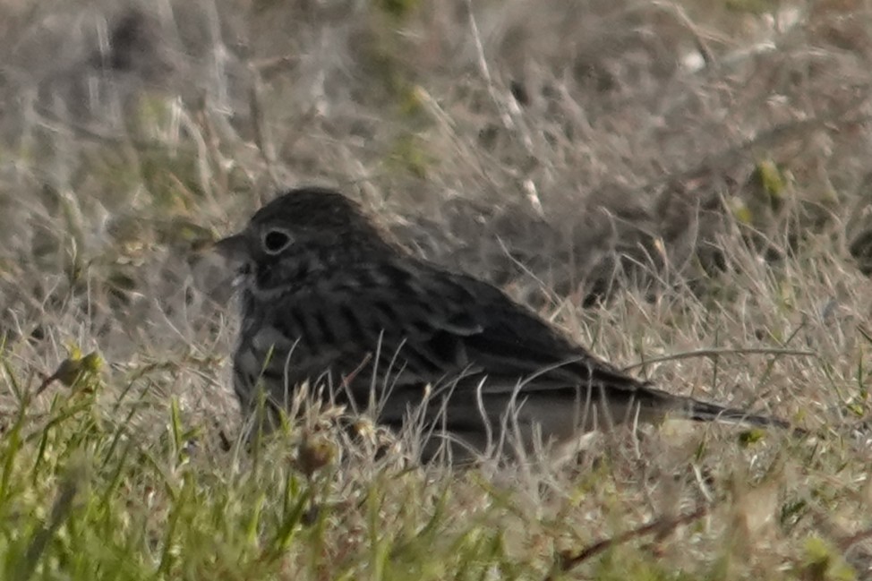 Akşamcı Serçe - ML650921526