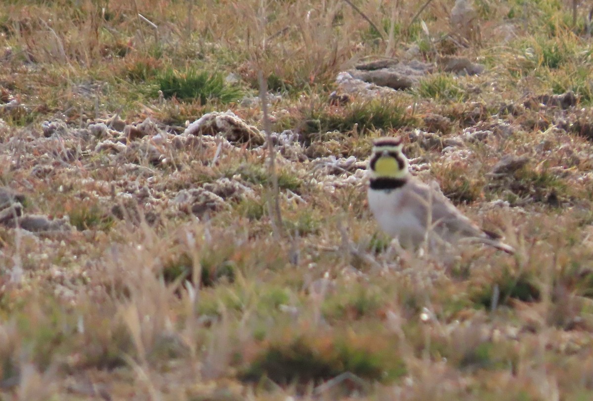 Horned Lark - ML650921606