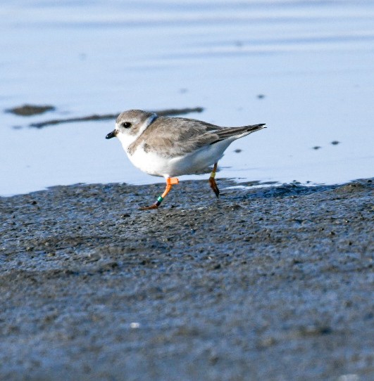 Chorlitejo Silbador - ML650921938