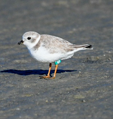 Chorlitejo Silbador - ML650921939