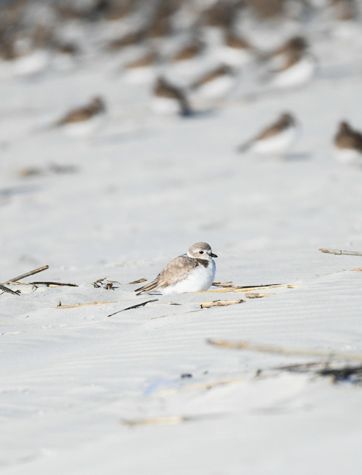 Chorlitejo Silbador - ML650921940