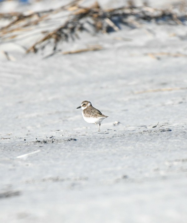 Chorlitejo Piquigrueso - ML650921961