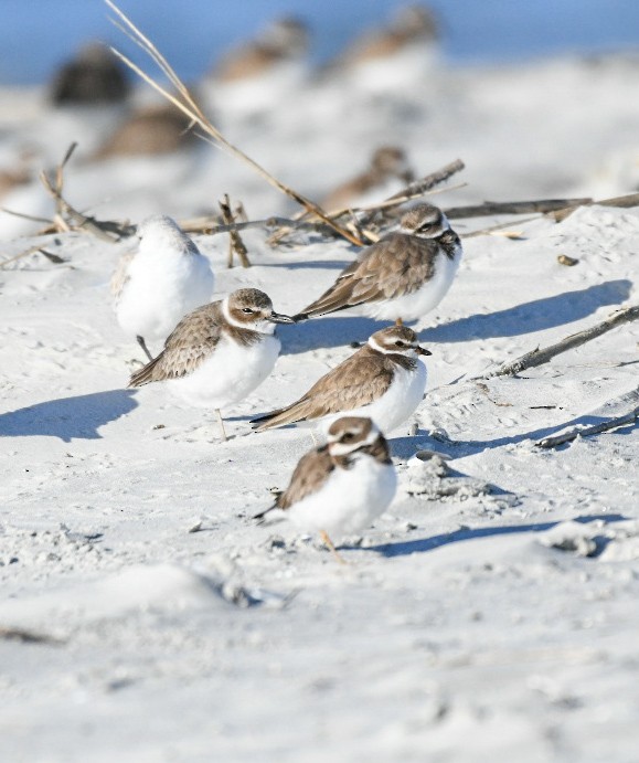 Chorlitejo Piquigrueso - ML650921962