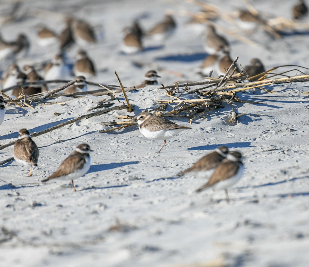 Chorlitejo Piquigrueso - ML650921963