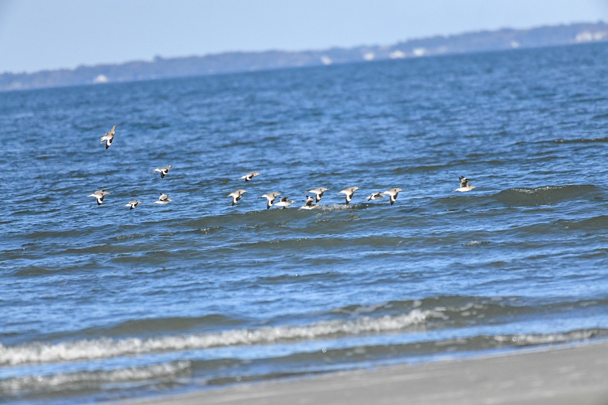 Playero Aliblanco - ML650921974