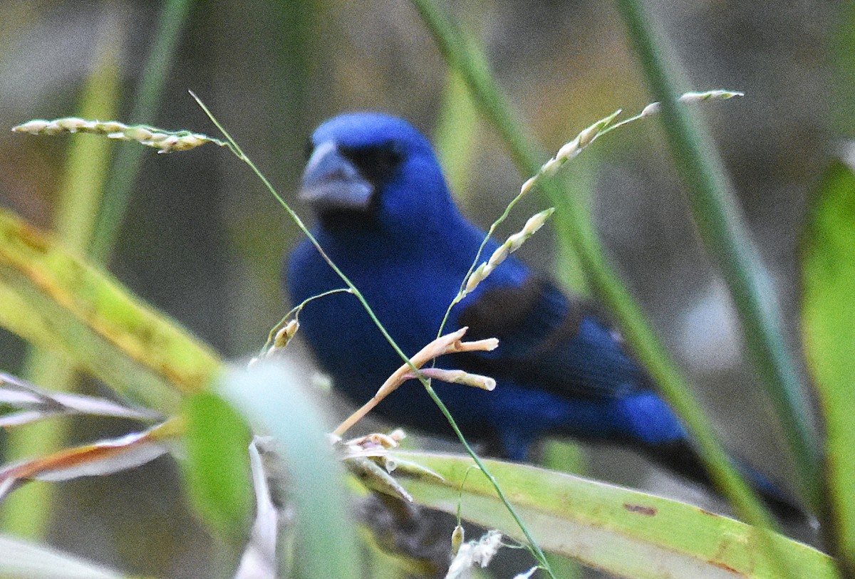 Blue Grosbeak - ML650921985