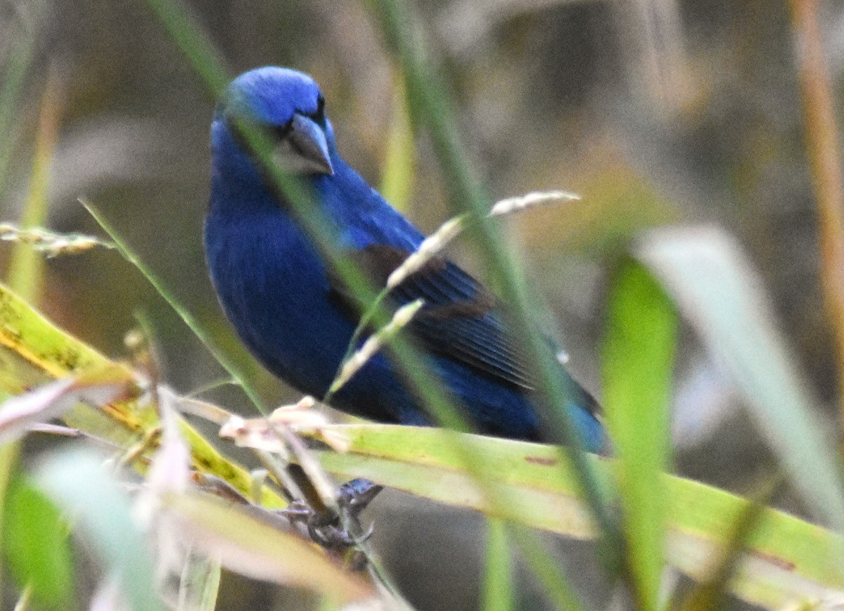 Blue Grosbeak - ML650921986