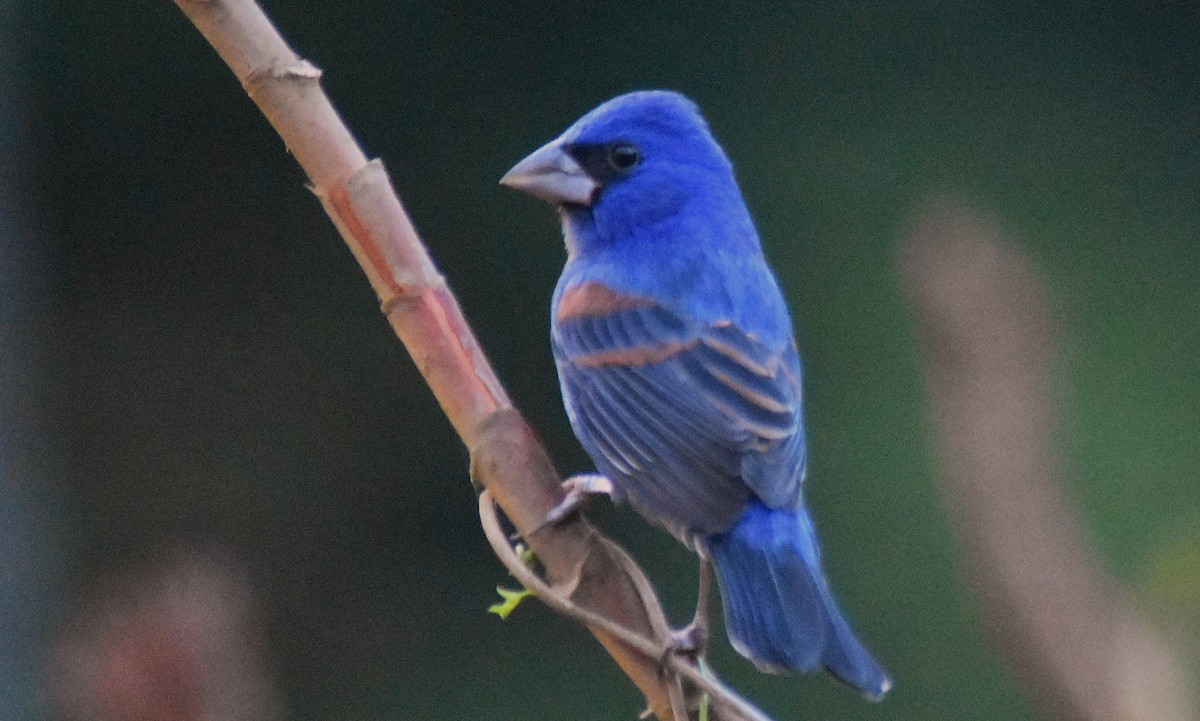 Blue Grosbeak - ML650921987