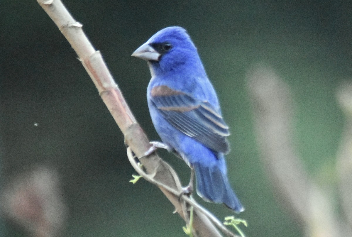 Blue Grosbeak - ML650921988