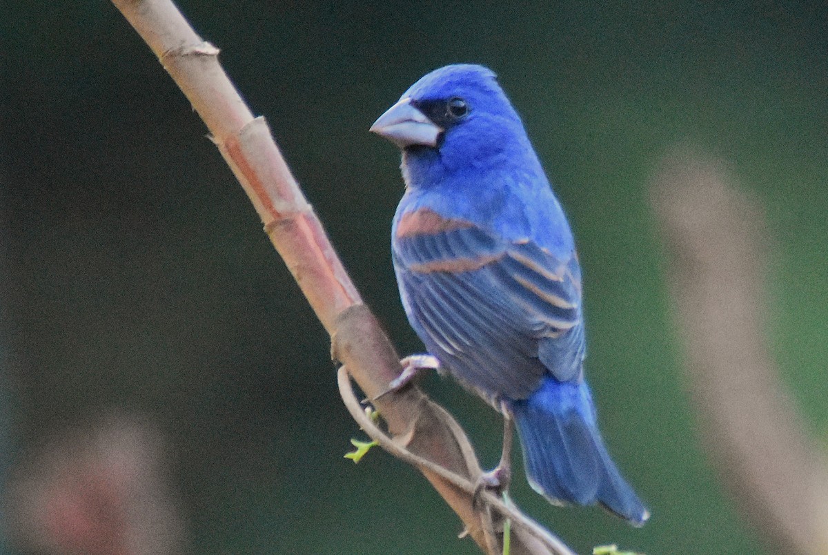 Blue Grosbeak - ML650921989