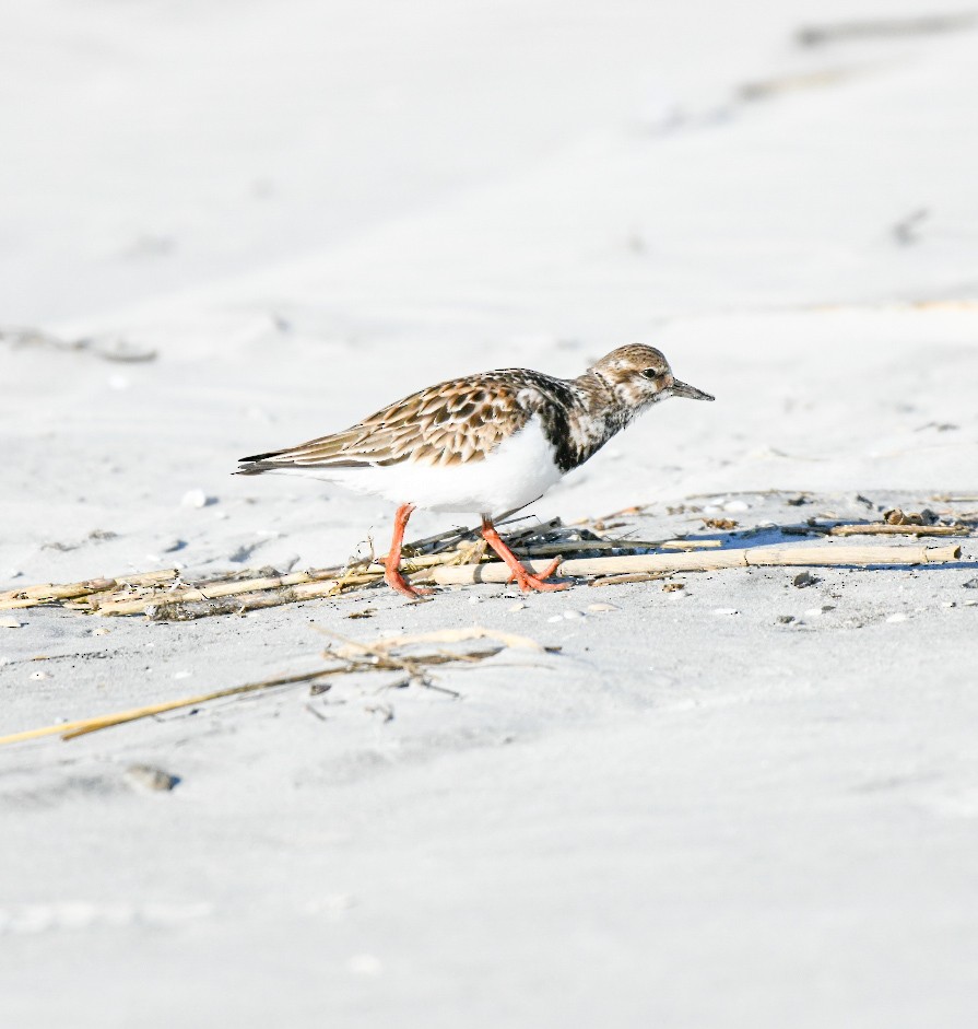 Vuelvepiedras Común - ML650921994
